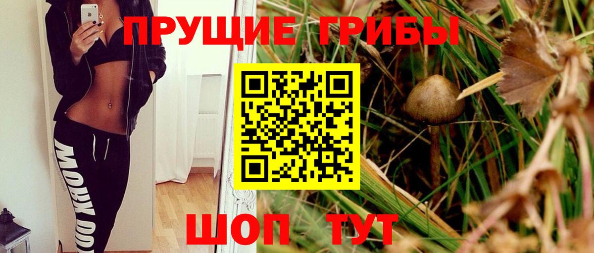 Галлюциногенные грибы Psilocybine cubensis Бузулук
